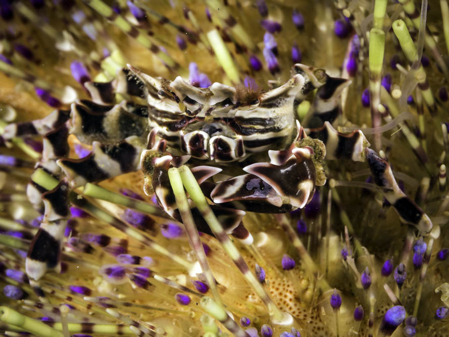 Zebrida adamsii 